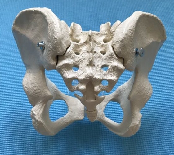 a pelvic model, balanced on the pubic bones