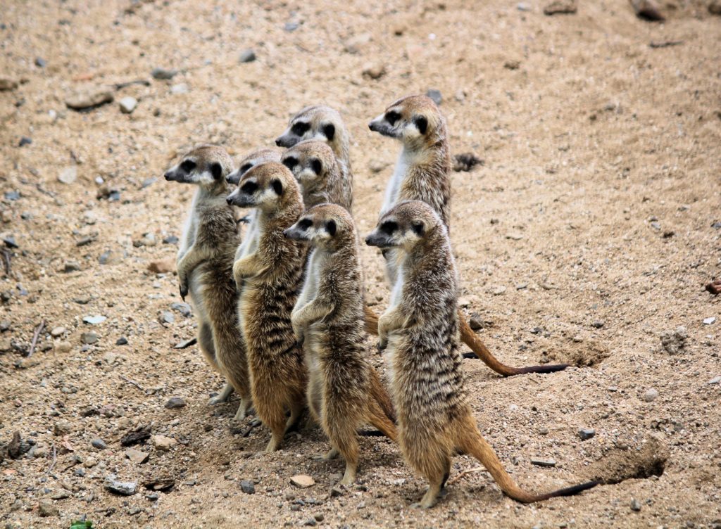 a committee of meerkats