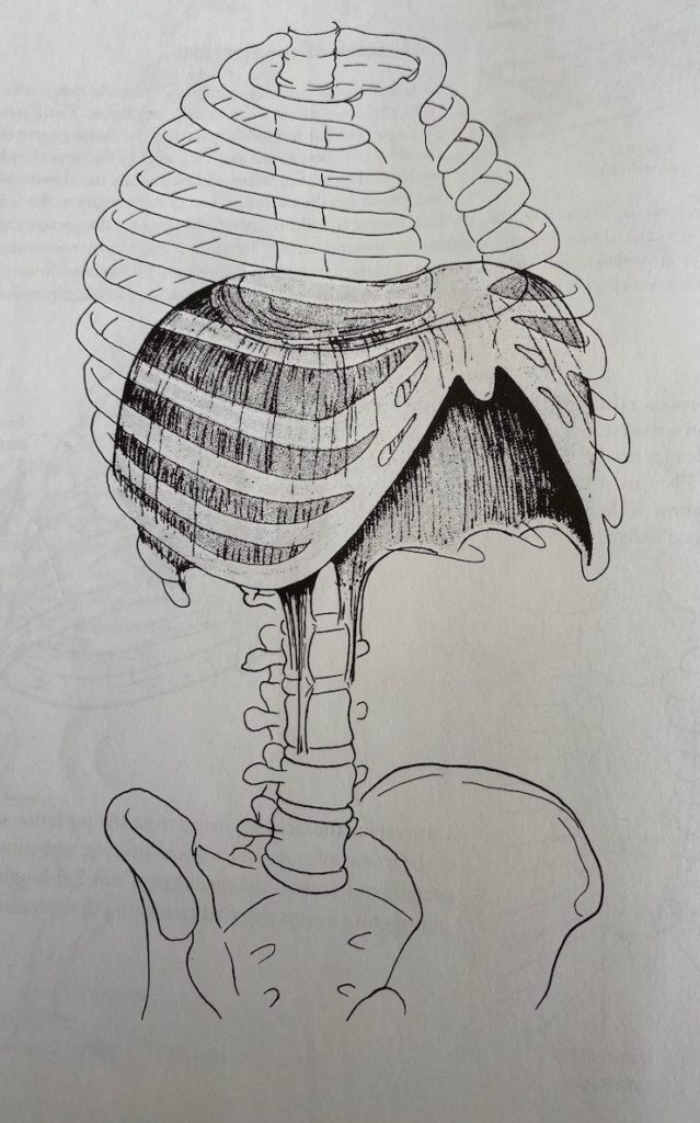diaphragm illustration