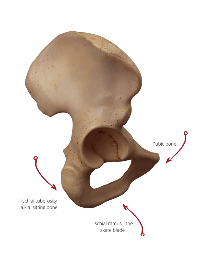 Sit Bone Pain  Ischial Bursitis Information