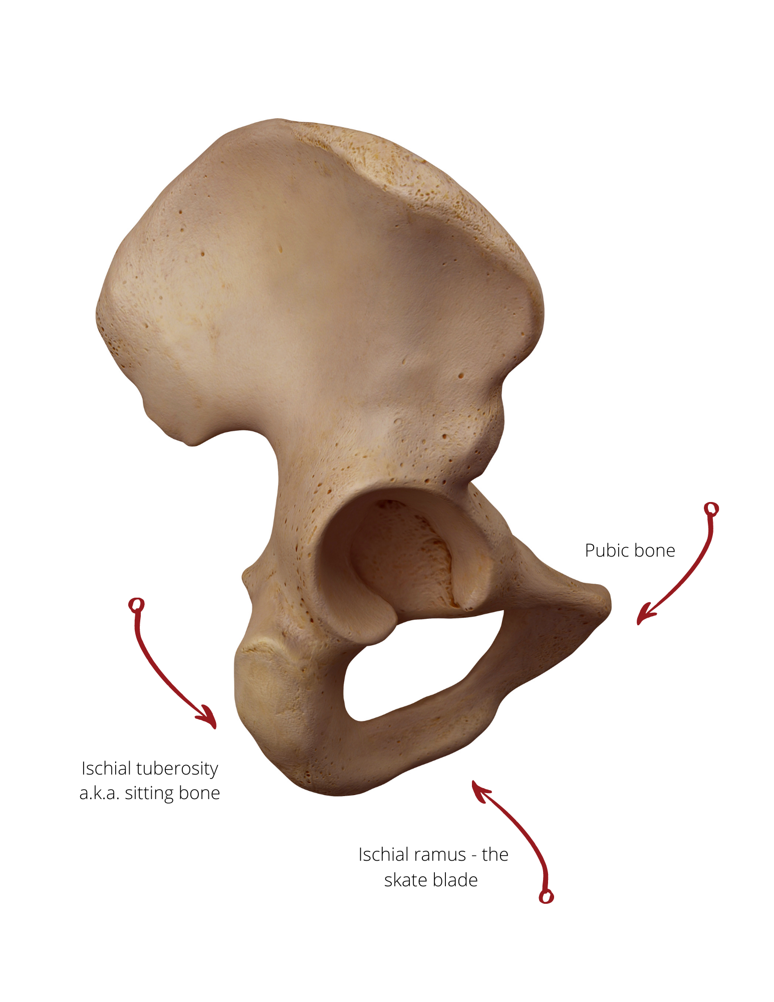 Sitting bone pain: are you sitting on the wrong bones? - Spinefulness